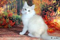 galleries/kittens/521/2.jpg