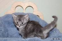 galleries/kittens/522/1.jpg