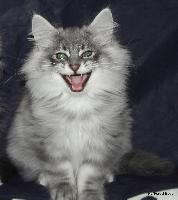 galleries/kittens/522/2.jpg