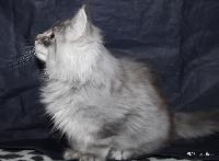 galleries/kittens/522/3.jpg