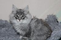 galleries/kittens/522/4.jpg