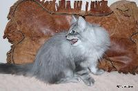 galleries/kittens/522/5.jpg
