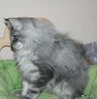 galleries/kittens/522/6.jpg