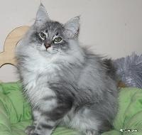 galleries/kittens/522/7.jpg