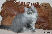 galleries/kittens/522/8.jpg