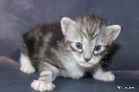 galleries/kittens/523/1.jpg