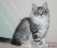 galleries/kittens/523/2.jpg