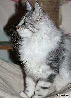 galleries/kittens/523/3.jpg