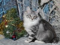 galleries/kittens/523/4.jpg