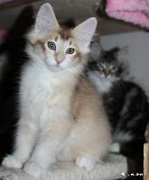 galleries/kittens/527/2.jpg
