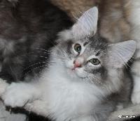 galleries/kittens/529/1.jpg