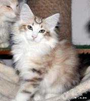 galleries/kittens/530/1.jpg