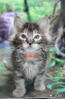 galleries/kittens/547/2.jpg