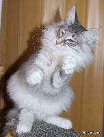 galleries/kittens/558/6.jpg