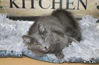 galleries/kittens/559/5.jpg