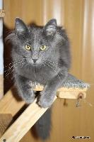 galleries/kittens/559/6.jpg