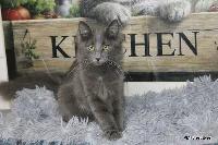 galleries/kittens/559/8.jpg