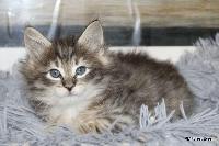 galleries/kittens/564/5.jpg