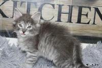 galleries/kittens/565/2.jpg