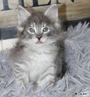 galleries/kittens/565/5.jpg