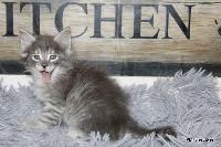 galleries/kittens/565/6.jpg