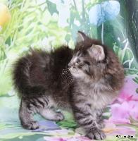 galleries/kittens/566/1.jpg