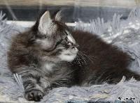 galleries/kittens/566/6.jpg