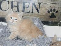 galleries/kittens/567/6.jpg