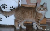 galleries/cats/167/11.jpg