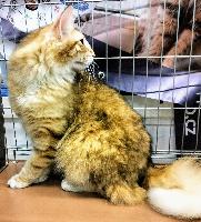 galleries/cats/167/15.jpg