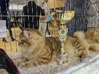 galleries/cats/167/2.jpg