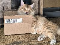 galleries/cats/167/4.jpg