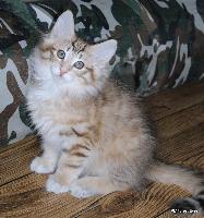 galleries/cats/167/6.jpg
