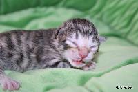galleries/cats/167/7.jpg