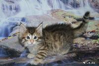 galleries/cats/167/8.jpg