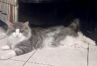 pysida_s_bluegrass,