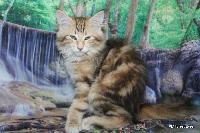 galleries/kittens/532/1.jpg