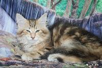 galleries/kittens/532/2.jpg