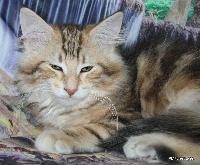 galleries/kittens/532/3.jpg