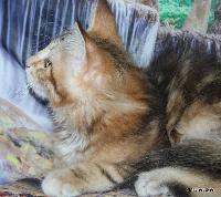 galleries/kittens/532/4.jpg