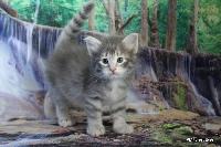 galleries/kittens/533/1.jpg