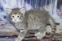 galleries/kittens/533/2.jpg