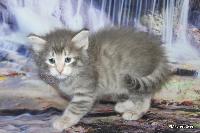 galleries/kittens/533/3.jpg