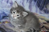 galleries/kittens/533/4.jpg