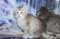 galleries/kittens/534/1.jpg