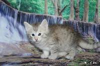 galleries/kittens/534/2.jpg