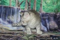 galleries/kittens/534/3.jpg