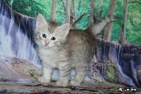 galleries/kittens/534/4.jpg