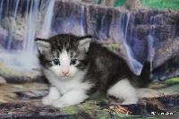 galleries/kittens/535/1.jpg