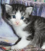 galleries/kittens/535/2.jpg